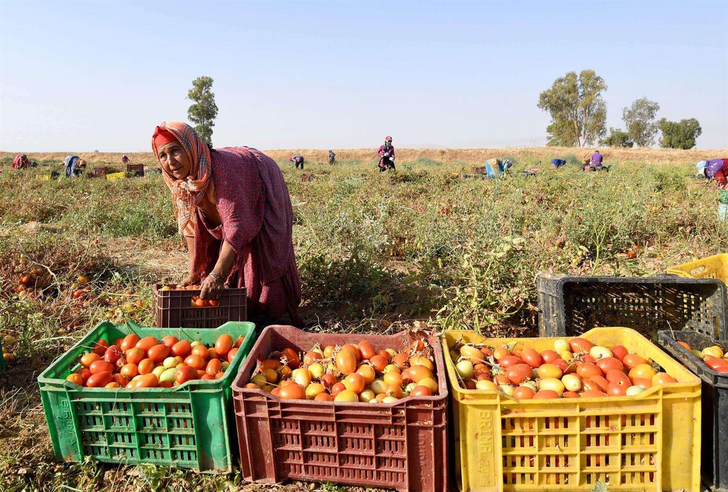مبارزه زنان کارگر کشاورزی برای حمل‌و‌نقل ایمن در تونس